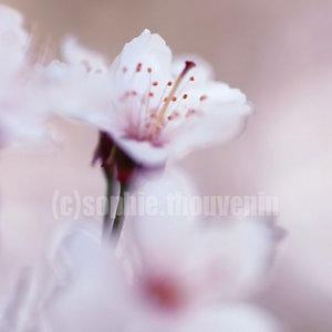 [ f�te des Fleurs ]